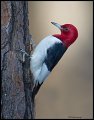 _3SB1659 red-headed woodpecker